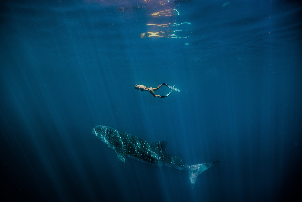 Frau schwimmt mit Walhai (sanftem Riesen) im Ningaloo Marine Park